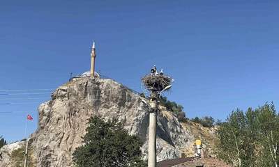 Her yıl dönen leylekler Sivas mahallesinde nasıl bir döngü kurdu