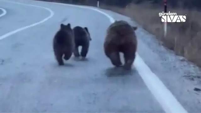 Doğanşar'da Ayı ve Yavruları Yola İndi