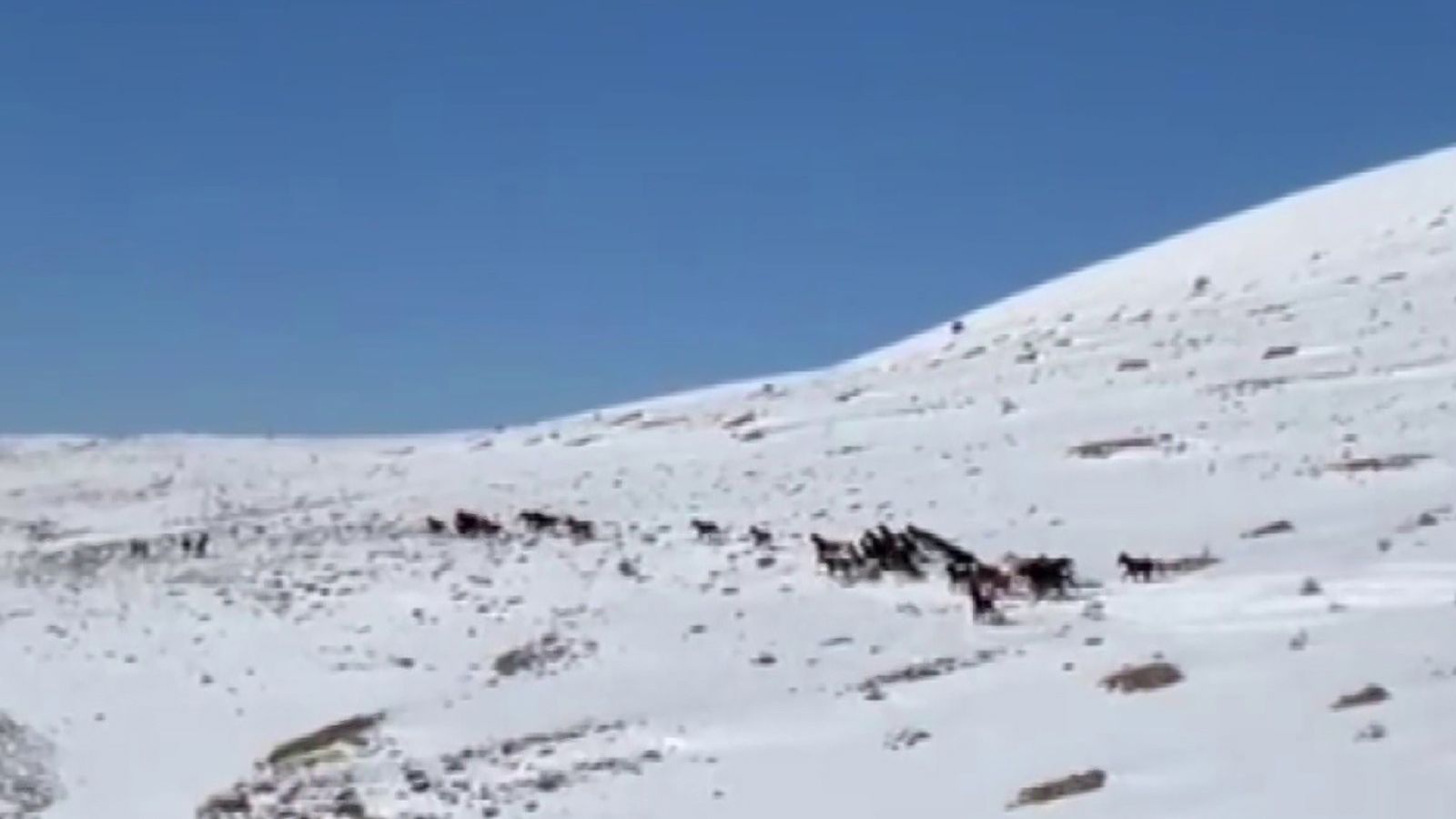 Sivas Yama Dağları’nda Kar Üzerinde Özgürlük: Yılkı Atları Beyaz Örtüde Büyüledi