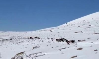 Sivas Yama Dağları’nda Kar Üzerinde Özgürlük: Yılkı Atları Beyaz Örtüde Büyüledi