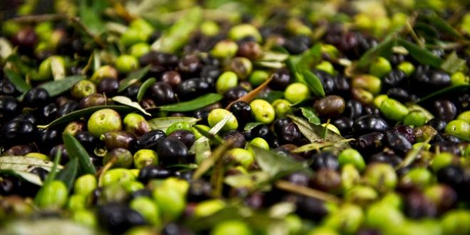 2024'te 60 milyon dolarlık zeytin ihraç edildi - Birlik Haber Ajansı