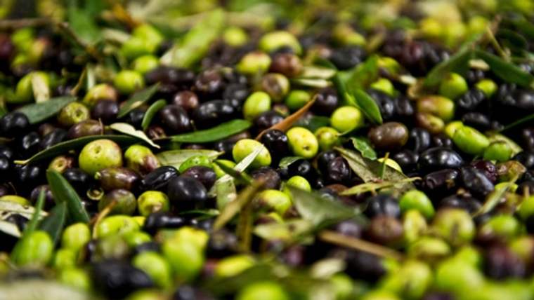 2024'te 60 milyon dolarlık zeytin ihraç edildi - Birlik Haber Ajansı