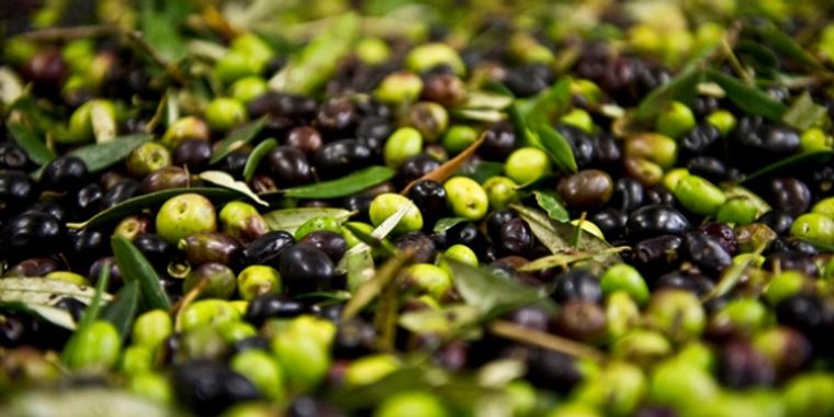 2024'te 60 milyon dolarlık zeytin ihraç edildi - Birlik Haber Ajansı