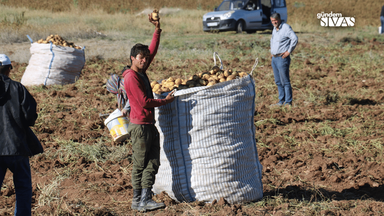 Bir kişi, büyük bir çuval dolusu patatesi kaldırıyor; arka planda başka bir kişi ve bir araç görünüyor.