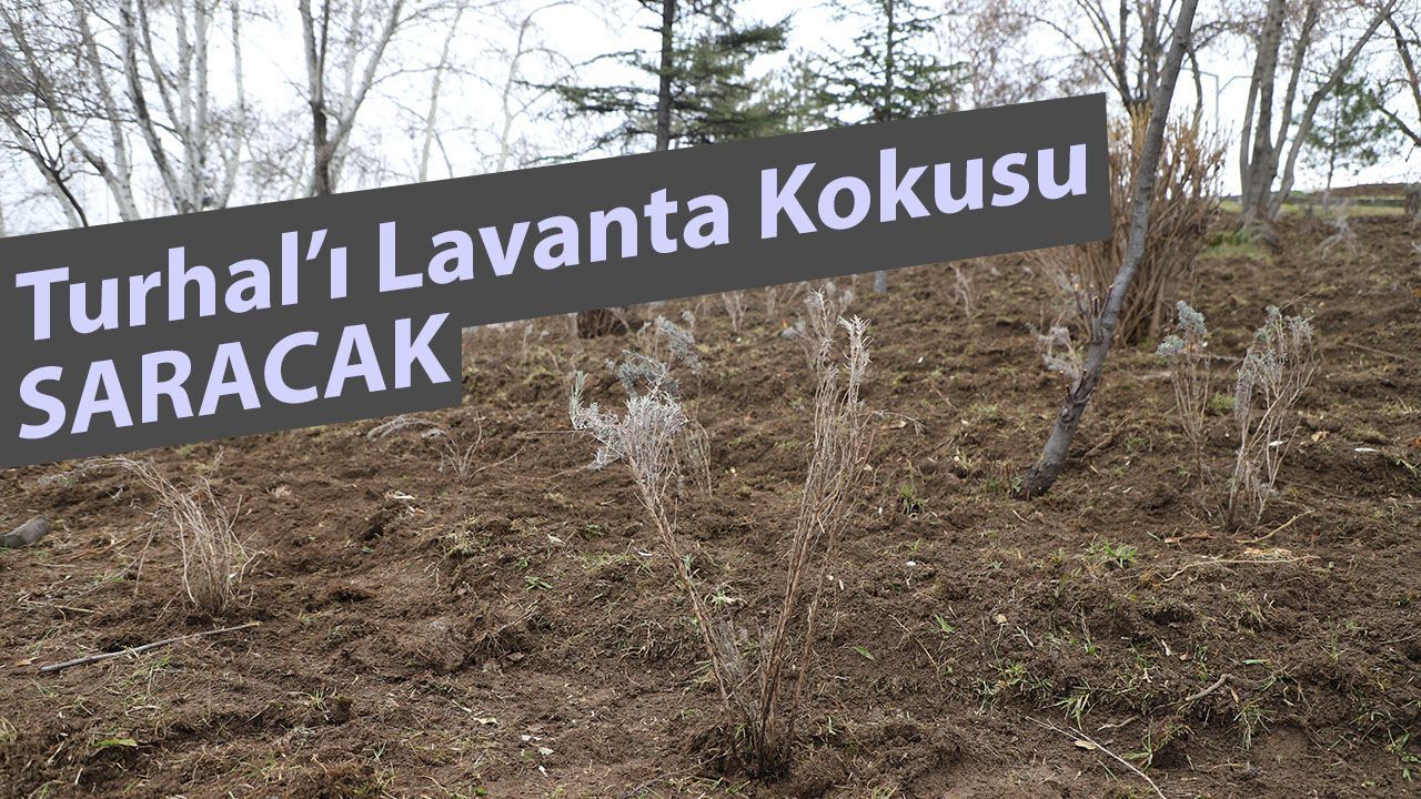 Turhal’da lavanta projesi ile ekonomik dönüşüm - Birlik Haber Ajansı