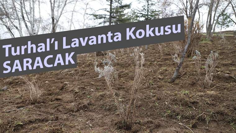 Kurak bir alanda, lavanta bitkileri ve arka planda ağaçlar görünmekte.