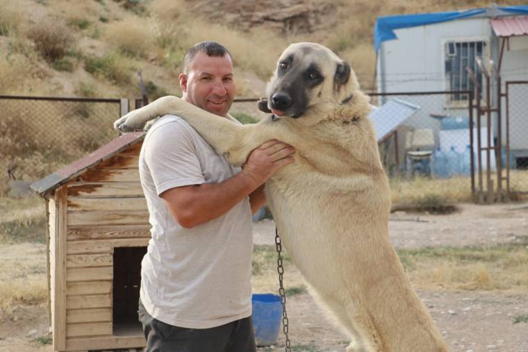 Bir adam, zincirli büyük bir köpeği kollarıyla tutarken ahşap kulübe ve çitli alan görülüyor.