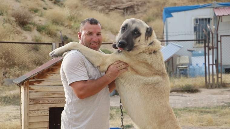 Bir adam, zincirli büyük bir köpeği kollarıyla tutarken ahşap kulübe ve çitli alan görülüyor.