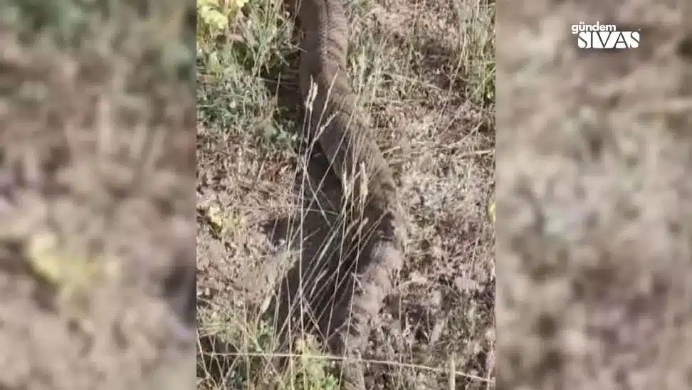 Sivas'ta Görülen Dev Yılan Görenleri Şaşırttı