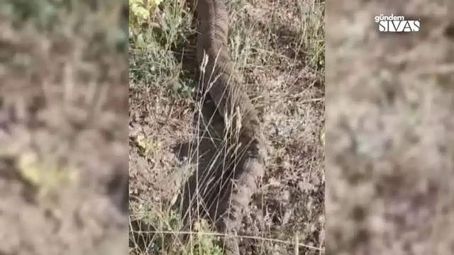 Sivas'ta Görülen Dev Yılan Görenleri Şaşırttı