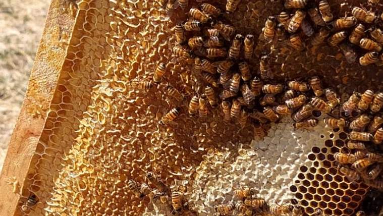 Bal peteği üzerinde çok sayıda arı ve farklı bölümleri görülen petek gözleri yakın planda görülüyor.