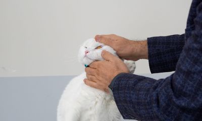 Sivas’ta Hayvan Sağlığında Kritik Adım: SCÜ Veteriner Fakültesi Acil Kliniği 7/24 Hizmetle Bölgenin Yükünü Alıyor