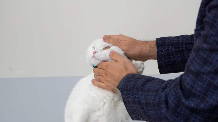Bir kişinin elinde beyaz bir kedi var, kediye nazikçe dokunuluyor.