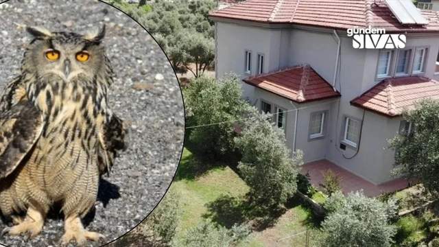 Bahçesinde Görünce Şaşkına Döndü