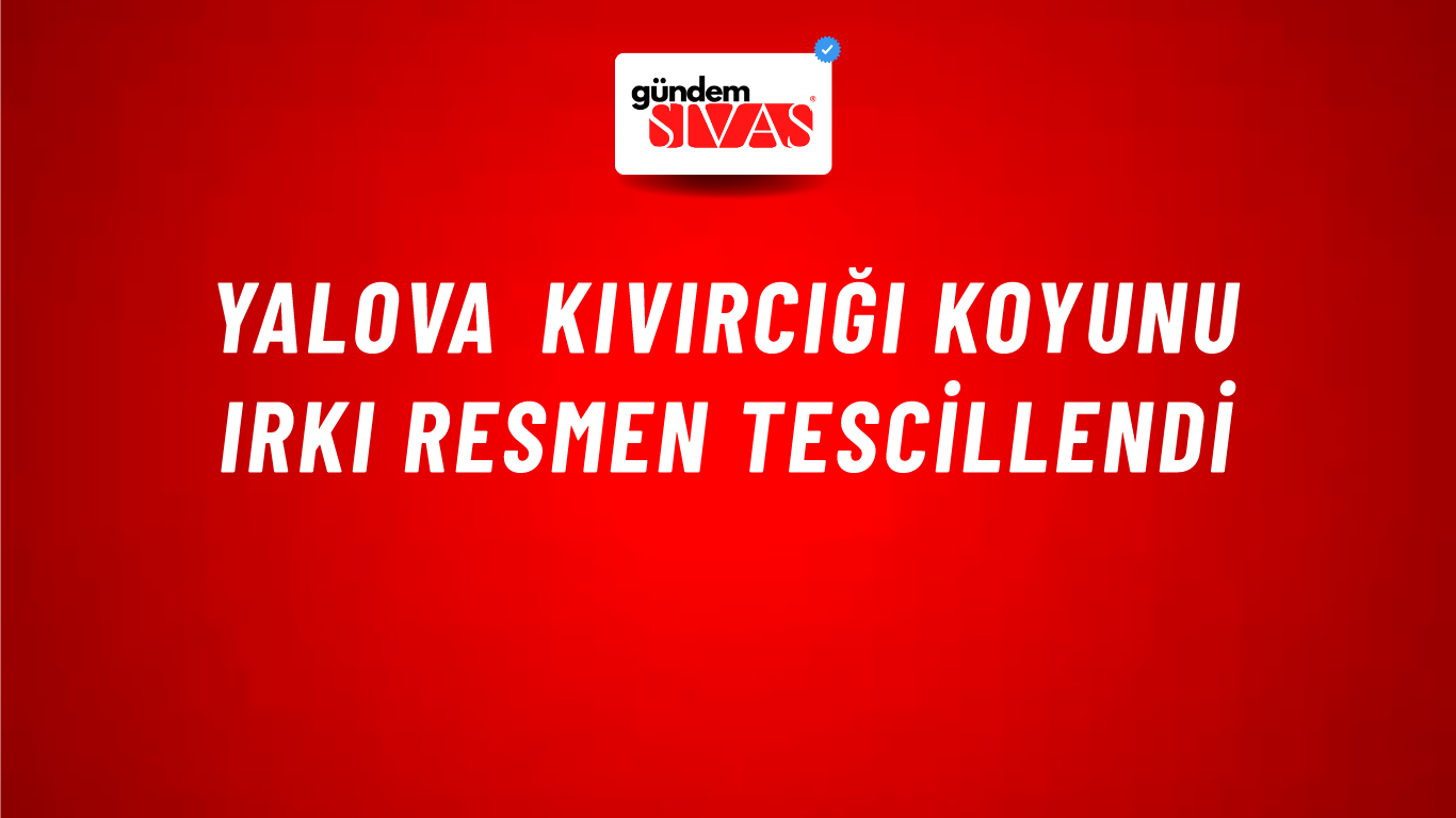Yalova kıvırcığı koyunu ırkı resmen tescillendi