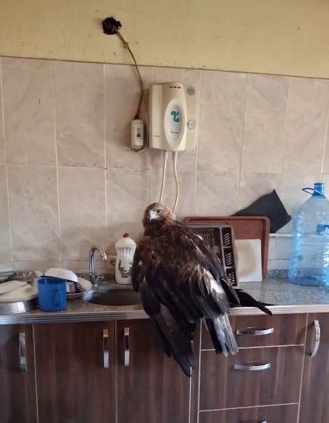 Sivas'ta Esnafın Montla Kurtardığı Yaralı Kartalın İç Isıtan Anları