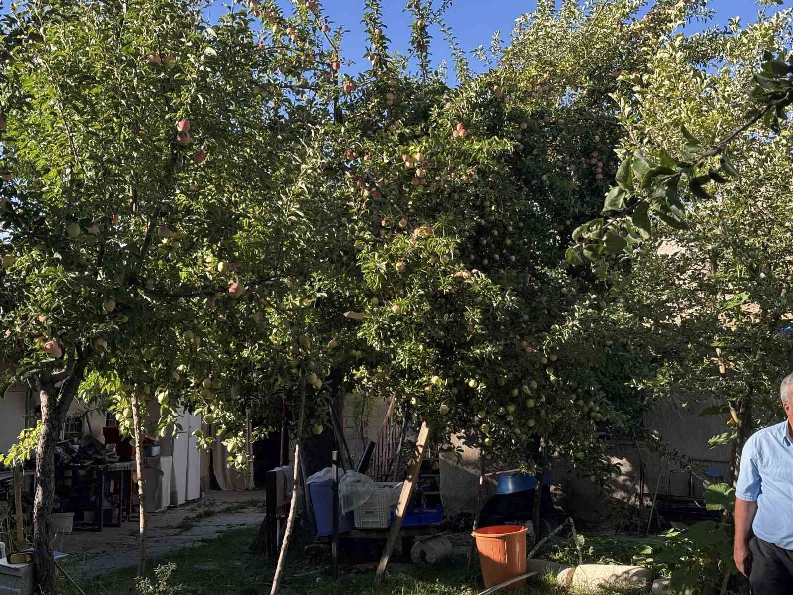 Ayvaniye elması uygun koşullarda 6 ay sofralarda kalabiliyor