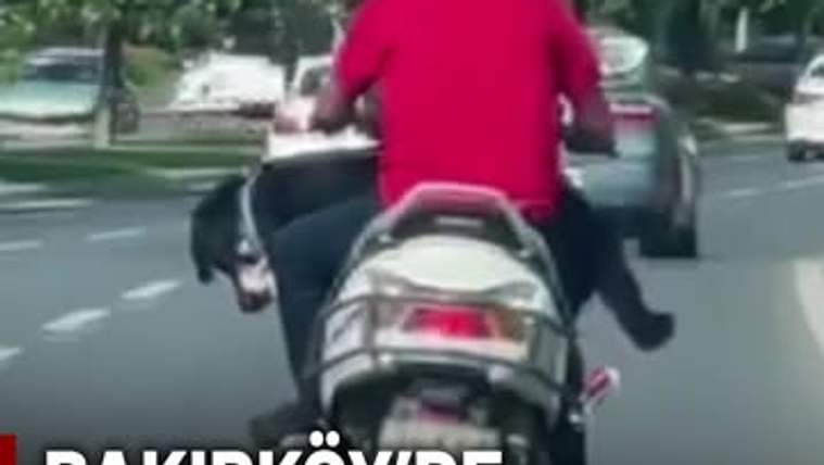 Motosiklet sürücüsü, arkasında bir köpek ile trafiğin içinde ilerliyor.
