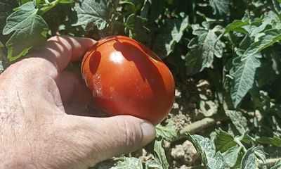 Kayısıyı Don Aldı, Ata Tohumu Domates Kurtardı