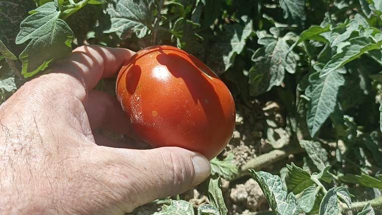 Kayısıyı Don Aldı, Ata Tohumu Domates Kurtardı