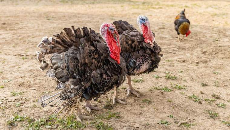 İki yılbaşı hindisi, açık alanda yan yana duruyor; arka planda bir tavuk yürüyüş yapıyor.