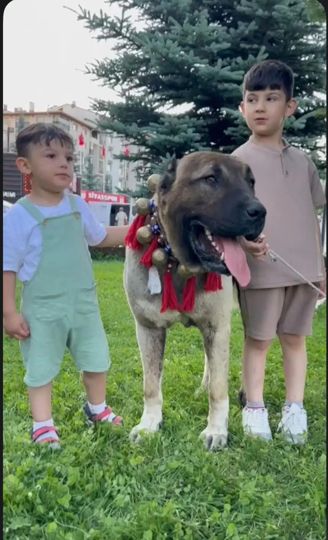 Sivas’ta Kangal Köpeği İstasyon Caddesi’nde İlgi Odağı Oldu