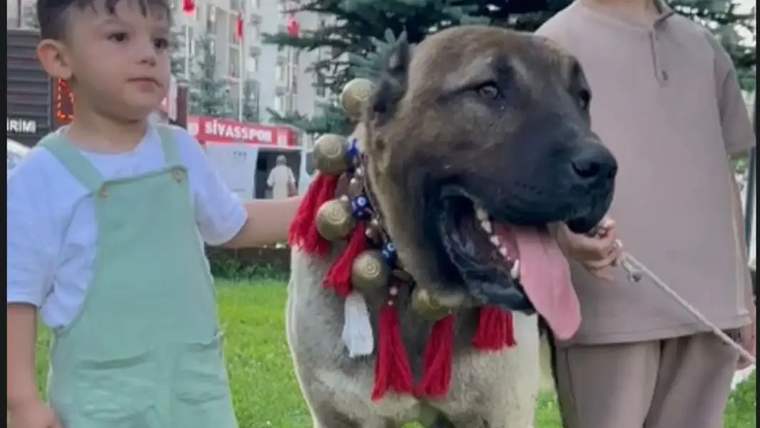 İki çocuğun yanında, boynunda renkli süslemeler bulunan büyük bir köpek çimenlik alanda duruyor.