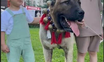 Sivas’ta Kangal Köpeği İstasyon Caddesi’nde İlgi Odağı Oldu