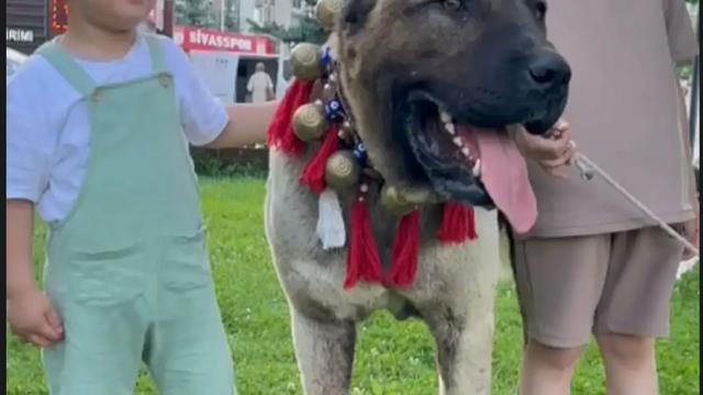 Sivas’ta Kangal Köpeği İstasyon Caddesi’nde İlgi Odağı Oldu