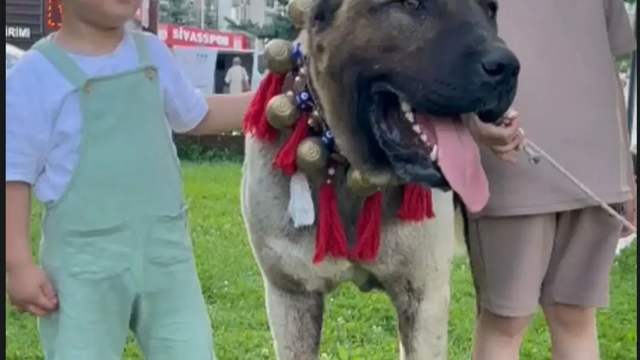 Sivas’ta Kangal Köpeği İstasyon Caddesi’nde İlgi Odağı Oldu