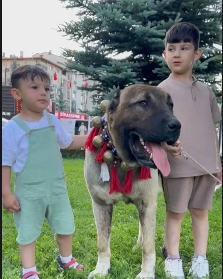 İki çocuğun yanında, boynunda renkli süslemeler bulunan büyük bir köpek çimenlik alanda duruyor.