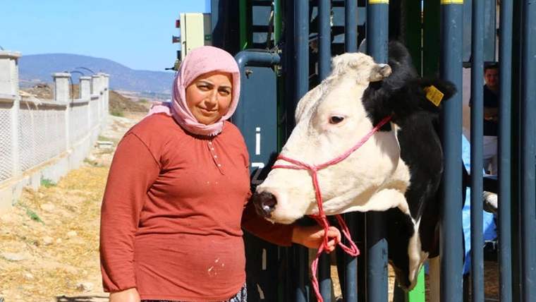Başında başörtüsü olan bir kadın, yanındaki inekle birlikte duruyor.