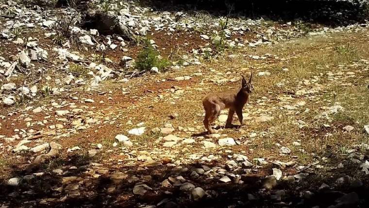 Karakulaklar tehlike altında: Türkiye'nin nadir yaban hayatı türü koruma altında - Birlik Haber Ajansı