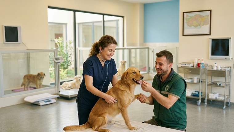 Veteriner kliniğinde iki sağlık çalışanı, masadaki altın renkli köpeği birlikte muayene ediyor.