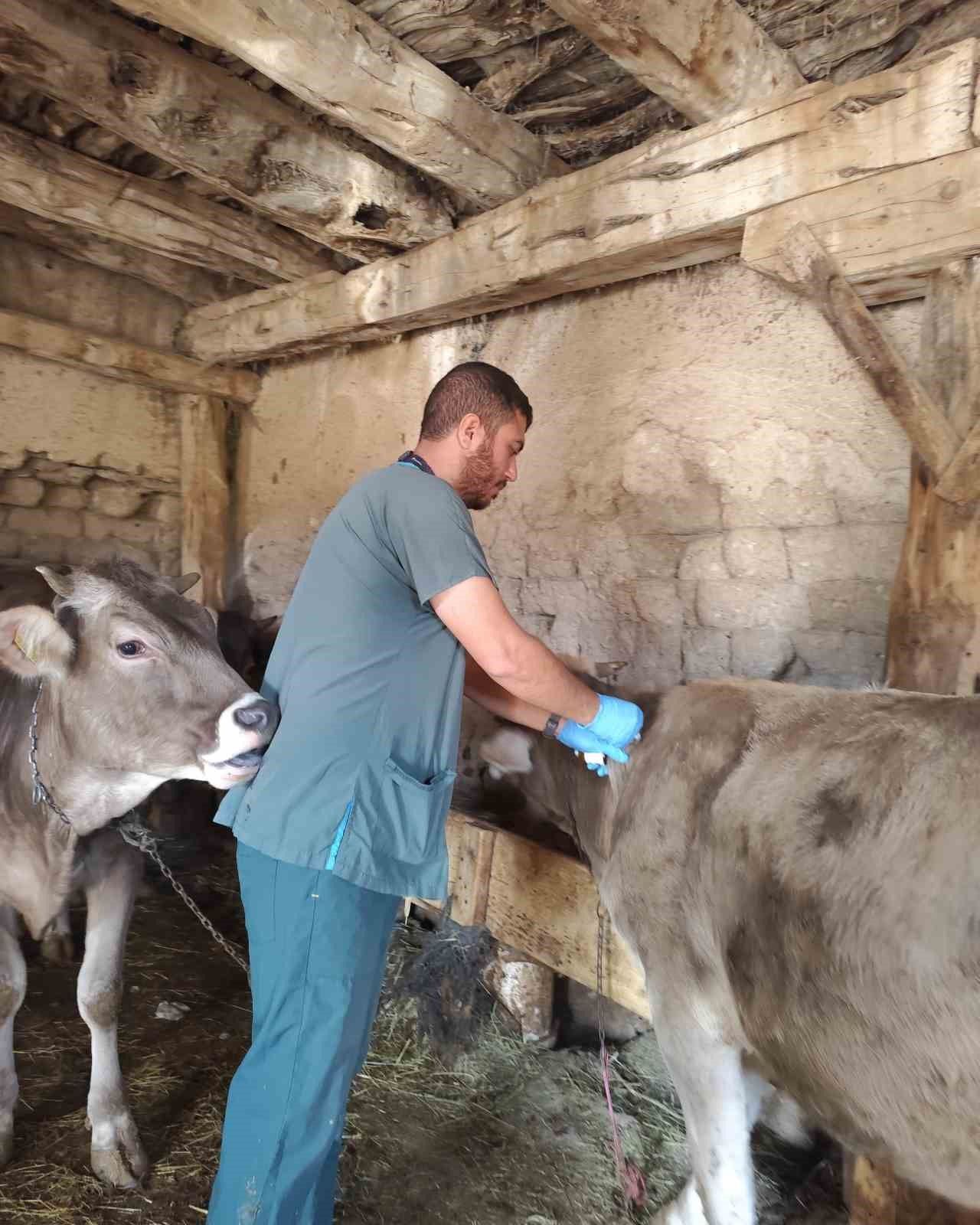 Sivas merkez ve 16 ilçede büyükbaşlara aşı ve küpe uygulaması