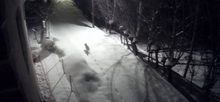Gece, yoğun karla kaplı bir yolda bir kurt ve çevresinde uzanan ayak izleri görülüyor.