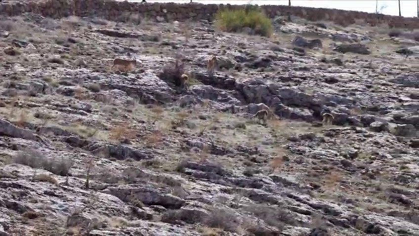 Dağ keçisi sürüsü seyir terası manzarasına dahil oldu