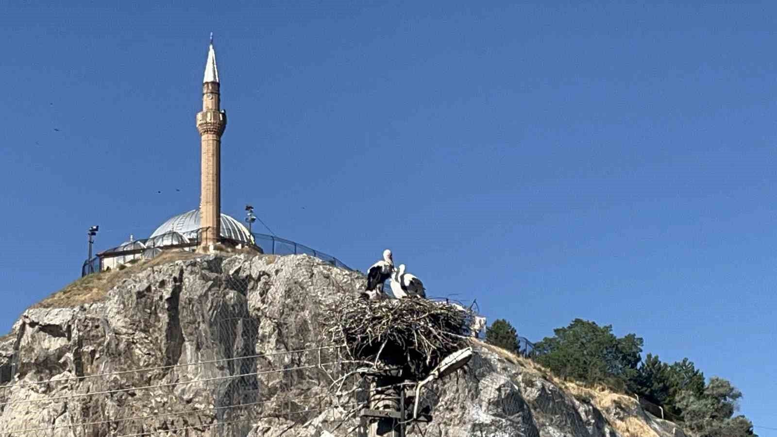 Her yıl dönen leylekler Sivas mahallesinde nasıl bir döngü kurdu
