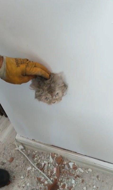 Sivas'ta Bacaya Sıkışan Kedi, İtfaiyenin Çabasıyla Kurtarıldı
