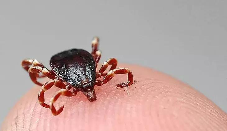 Kene Popülasyonundaki Artış Biyolojik Savaş mı? Uzmanlar Uyarıyor!