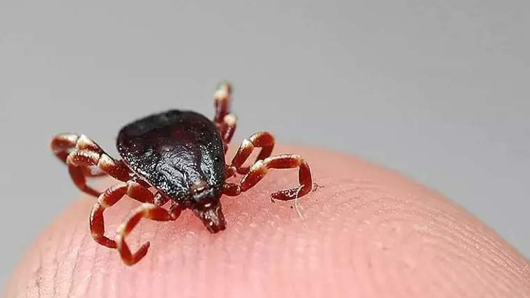 İnsan derisi üzerinde duran, koyu renkli gövdeli ve açık renkli bacakları olan bir kene