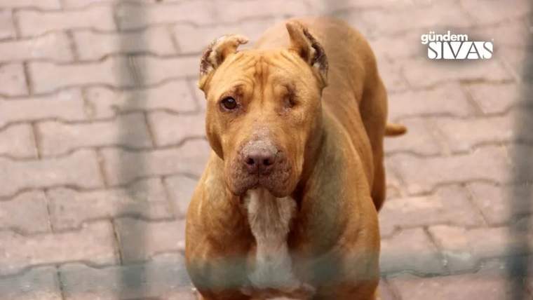 Tuğla duvar önünde duran kahverengi köpek, başını kameraya çevirerek doğrudan bakıyor.