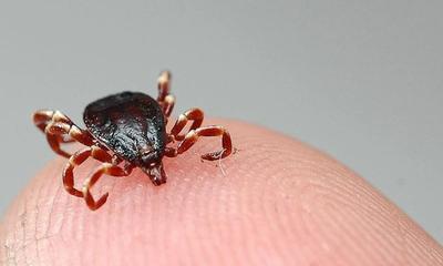 Sivas'ta KKKA Virüsü Can Aldı: Ölü Sayısı 10'a Ulaştı