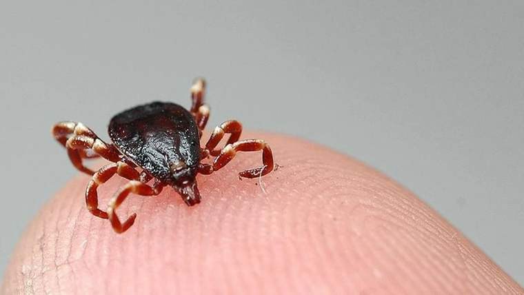 Sivas'ta KKKA Virüsü Can Aldı: Ölü Sayısı 10'a Ulaştı