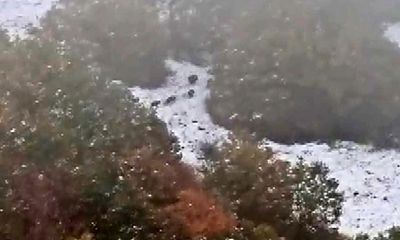 Sivas'ın Çeltek Köyü'nde Görüntülenen Yaban Domuzu Sürüsü Gündem Oldu