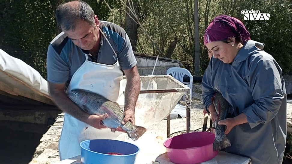 Denize Uzak Sivas'ta Alabalık Üretimi Gelişiyor