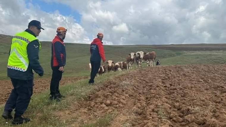Üç kişi, bir tarlanın kenarında kaybolan büyükbaş hayvanları izliyor.