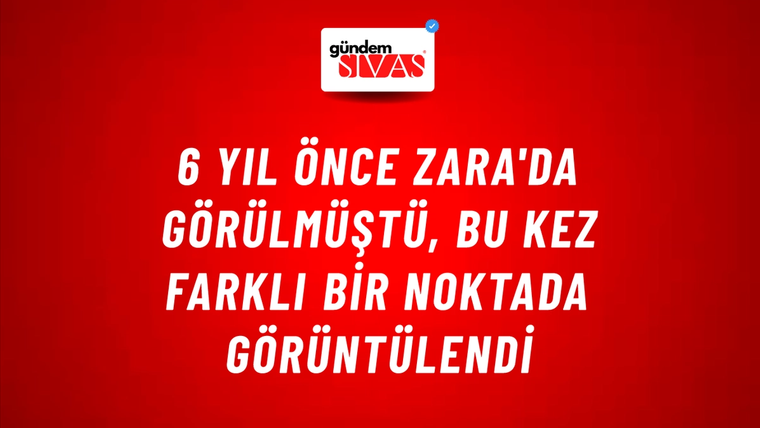 6 Yıl Önce Zara'da Görülmüştü, Bu Kez Farklı Bir Noktada Görüntülendi
