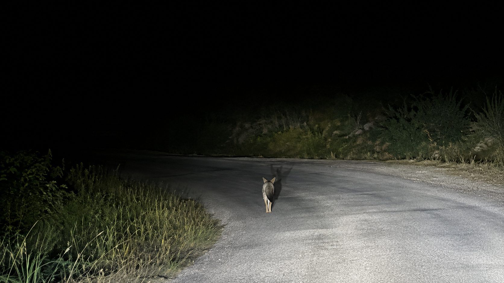 Gece karanlığında, far ışıklarıyla aydınlanan yolda tek başına duran bir kedi görülüyor.