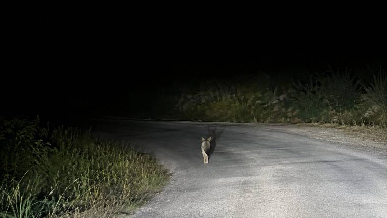 Gece karanlığında, far ışıklarıyla aydınlanan yolda tek başına duran bir kedi görülüyor.